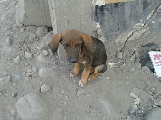 perrita en adopción