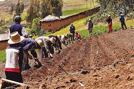 agricultores peruanos