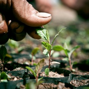 BOSQUES Y TERRITORIOS FRENTE AL CAMBIO&nbsp;CLIMÁTICO