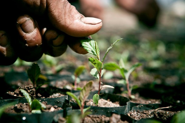 BOSQUES Y TERRITORIOS