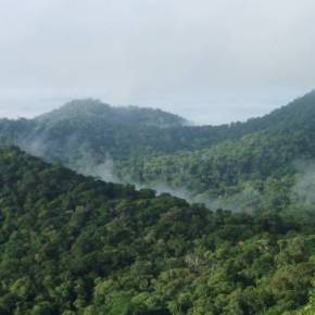 200 especies de árboles gigantes amazónicos guardan 50% del&nbsp;carbono