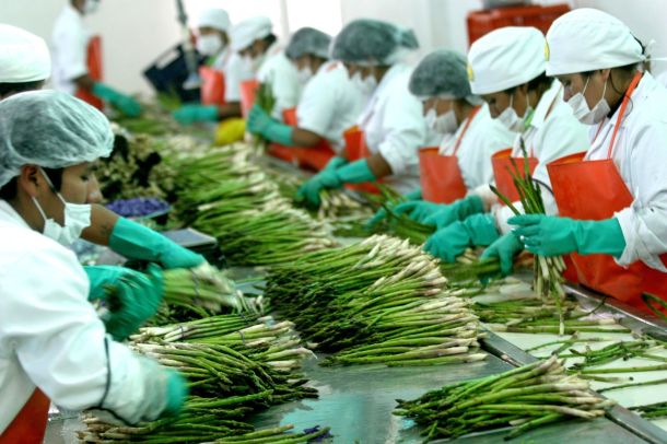 agroexportaciones peruanas espárragos