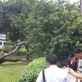 Mira a qué árbol te arrimas en&nbsp;Lima!!!