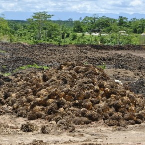 Toxicidad en el agua y mortandad masiva de peces por las operaciones del Grupo Palmas denuncian catorce pueblos en la Provincia del Alto&nbsp;Amazonas