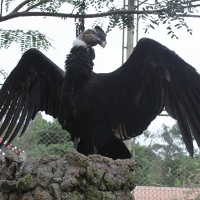 Domingo 7 de julio: Día Nacional del Cóndor, el ave que escoge a una sola pareja para toda la&nbsp;vida