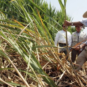 Industria azucarera peruana cubrió demanda interna y generó un excedente en el 2019: Perucaña, Memoria Anual del Sector Agroindustrial del Azúcar y&nbsp;Derivado