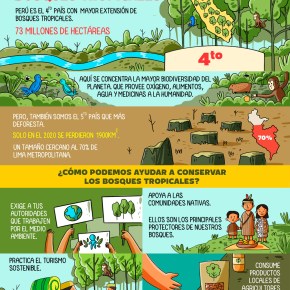 ¿Qué podemos hacer como ciudadanos para conservar los bosques tropicales? Proveedores de oxígeno, medicamentos, alimentos, reguladores del agua y del clima, biodiversidad,y más&nbsp;beneficios