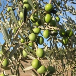 Cámara de Comercio de Lima: Alto precio de la urea nitrogenada podría poner en riesgo la producción de aceitunas para el año&nbsp;2023