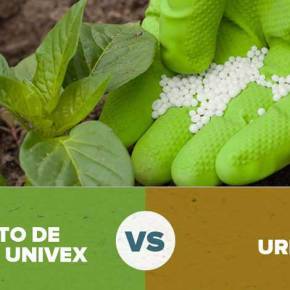 Sulfato de amonio como sustituto de la urea: Es la apuesta de agricultores de algunas de regiones de&nbsp;Perú