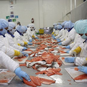 Piscifactoría Los Andes S.A. denuncia actos vandálicos en la madrugada que destruyeron su centro de producción acuícola localizado en Charcas,&nbsp;Puno