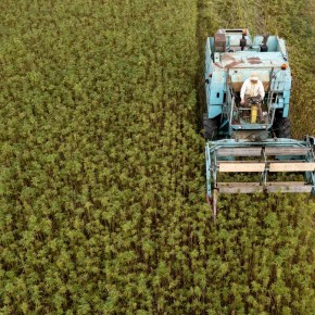 Mercado global del cáñamo y el cannabidiol  experimenta crecimiento exponencial con proyección de más de 18 mil millones de dólares para el 2027 marco para Ley del desarrollo agrícola del cáñamo impulsará industria cosmética en&nbsp;Perú