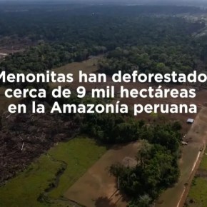 Situación de Menonitas en Perú y la inacción de las autoridades: Han deforestado 9 mil hectáreas en la Amazonía Peruana con el uso de pesticidas en sus áreas de cultivo, y piden trato especial en el sistema&nbsp;educativo