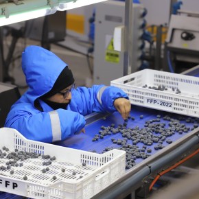 ADEX: Fenómeno El Niño impacta en la producción de frutos como uva, palta, arándanos y mango de la variedad&nbsp;Kent