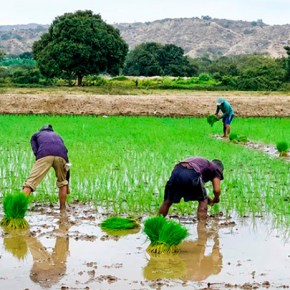 El Niño: Pequeños y Medianos Agricultores Peruanos Necesitan Capacitación, Asistencia Técnica en Campo y Orientación liderada por el Estado para Enfrentar Impacto del Calor&nbsp;Extremo